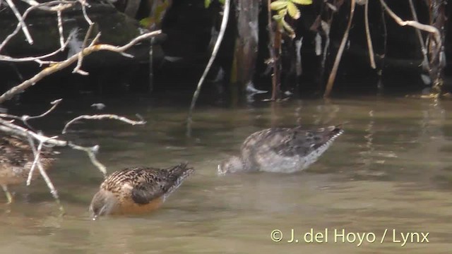 Long-billed Dowitcher - ML201474751