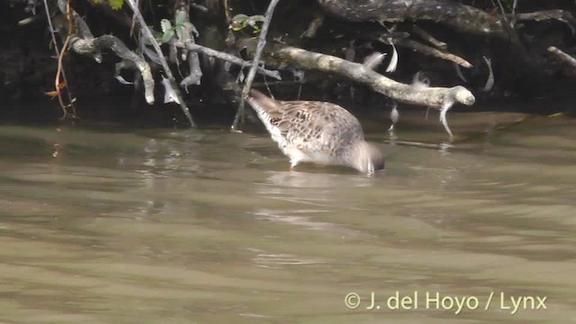 Long-billed Dowitcher - ML201474761