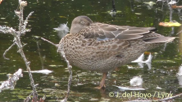 Blue-winged Teal - ML201474791