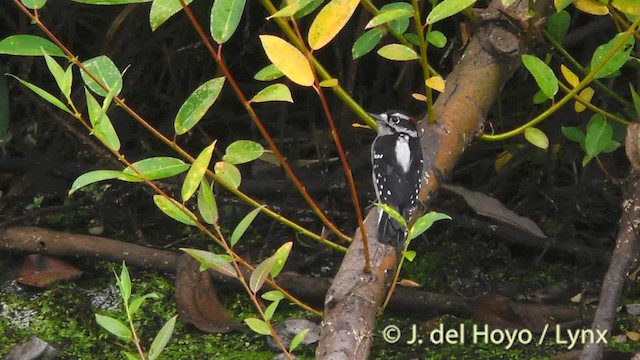 strakapoud osikový (ssp. gairdnerii/turati) - ML201474941