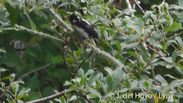 Downy Woodpecker (Pacific) - ML201474951