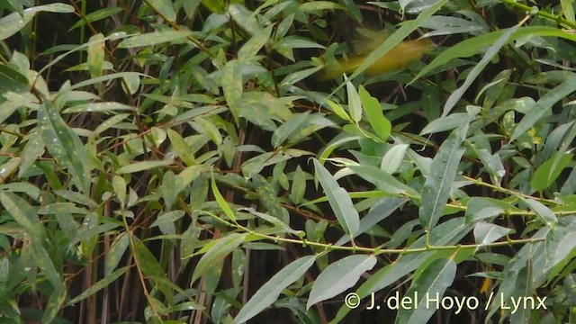 Yellow Warbler (Northern) - ML201474981