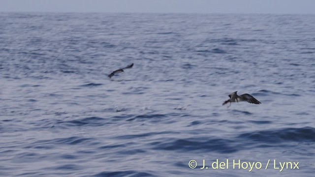 Pink-footed Shearwater - ML201475021