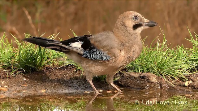  - Eurasian Jay (Eurasian)