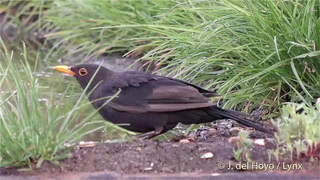 Eurasian Blackbird - ML201475351
