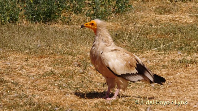 Egyptian Vulture - ML201475421
