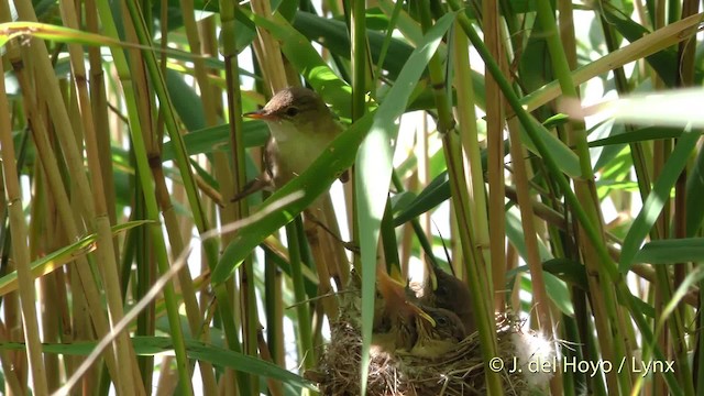 Common Reed Warbler (Common) - ML201475501