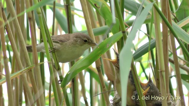 Common Reed Warbler (Common) - ML201475541