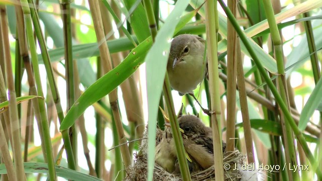 Common Reed Warbler (Common) - ML201475551