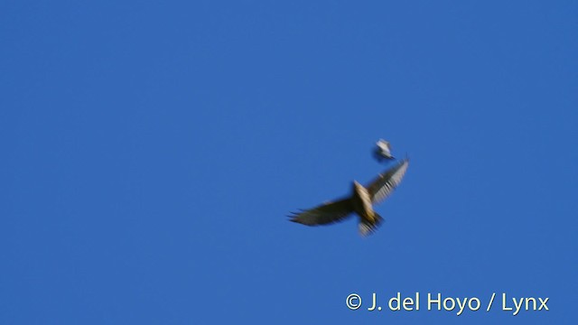 Broad-winged Hawk (Caribbean) - ML201475631