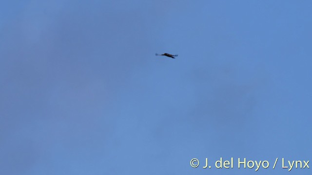 Broad-winged Hawk (Caribbean) - ML201475641
