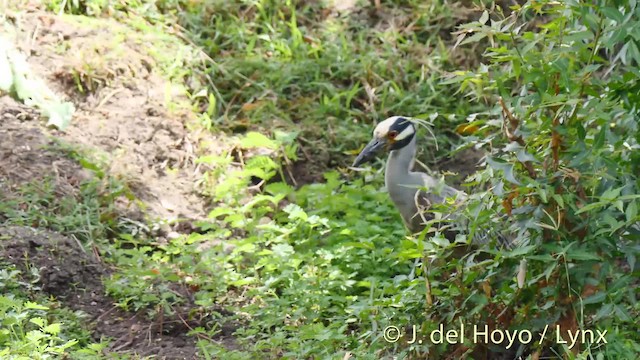 Yellow-crowned Night-Heron (Yellow-crowned) - ML201476041