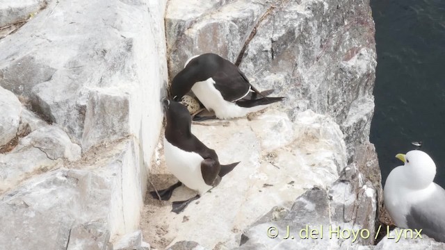 Petit Pingouin - ML201476091