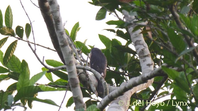 Red-thighed Sparrowhawk - ML201476301