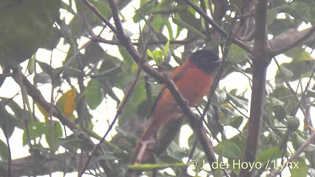 Black-headed Paradise-Flycatcher (Red-bellied) - ML201476761