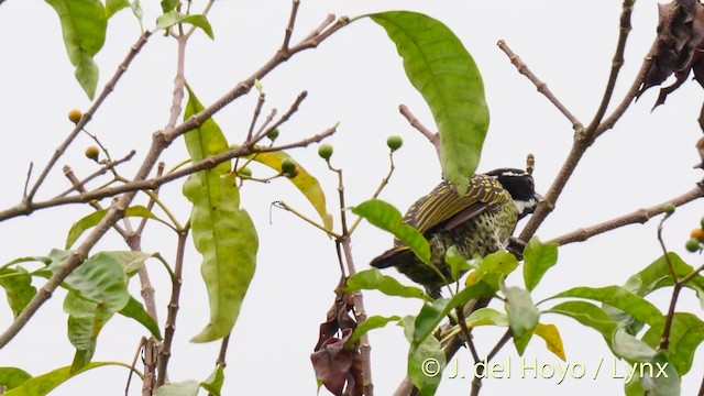 Hairy-breasted Barbet - ML201476801