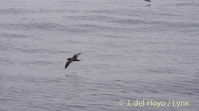 Pink-footed Shearwater - ML201476841