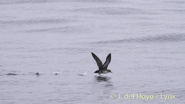 Pink-footed Shearwater - ML201476851