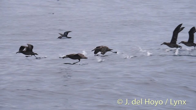 Albatros à pieds noirs - ML201477101
