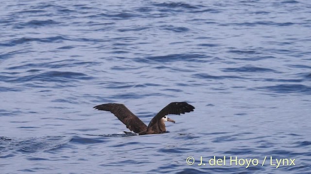 Albatros à pieds noirs - ML201477121