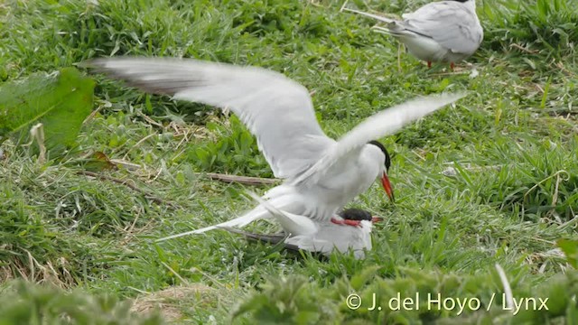 Common Tern (hirundo/tibetana) - ML201477421