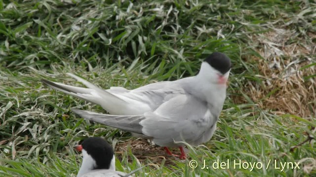 Common Tern (hirundo/tibetana) - ML201477431