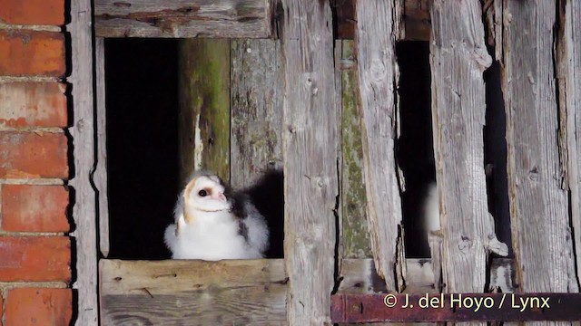 Barn Owl (Eurasian) - ML201478061
