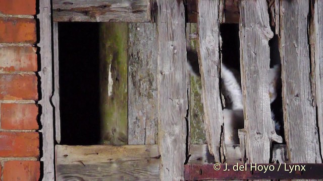 Barn Owl (Eurasian) - ML201478071