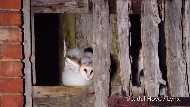 Barn Owl (Eurasian) - ML201478151