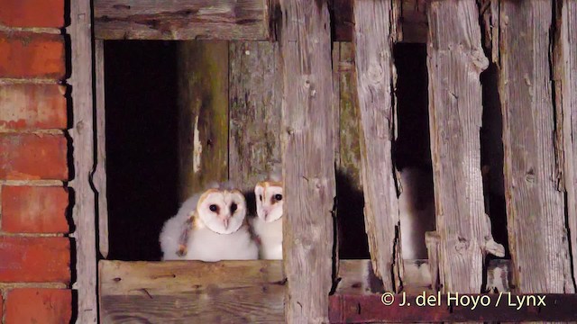Barn Owl (Eurasian) - ML201478161