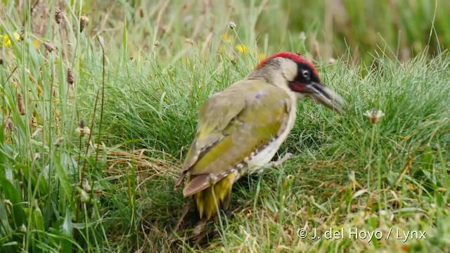 Eurasian Green Woodpecker (Eurasian) - ML201478251