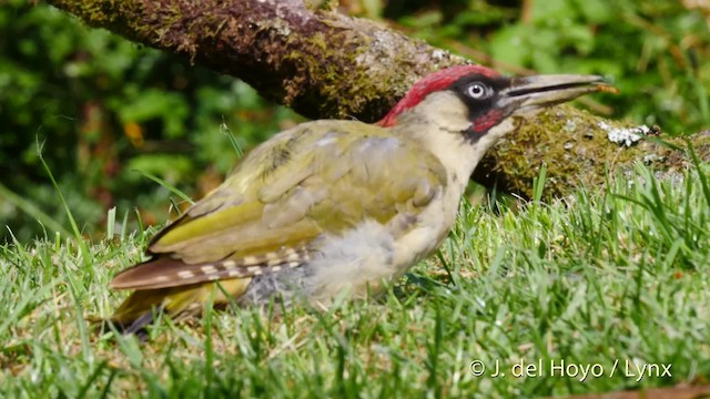 Eurasian Green Woodpecker (Eurasian) - ML201478291