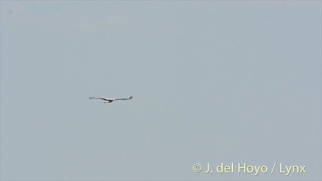 White Stork - ML201478591