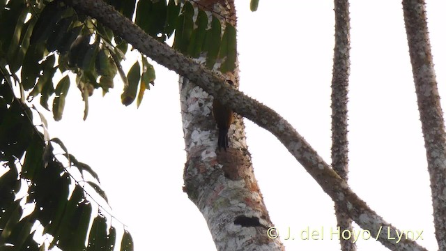 Fire-bellied Woodpecker - ML201478641