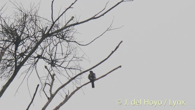 African Cuckoo-Hawk - ML201478661