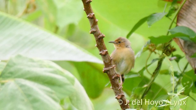 Red-faced Cisticola (Red-faced) - ML201478701