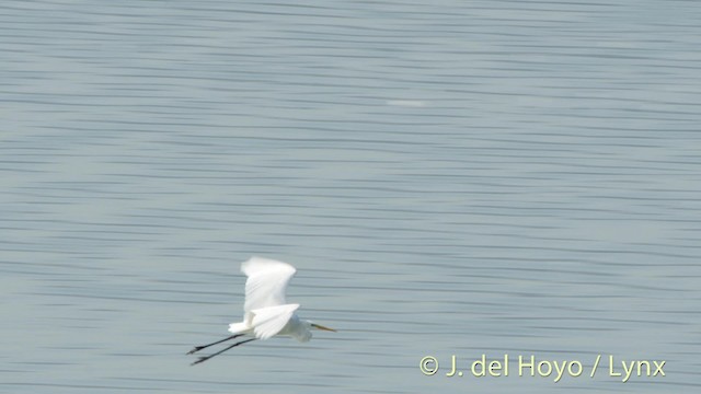 Great Egret (alba) - ML201479001