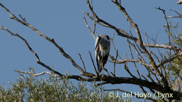 Gray Heron (Gray) - ML201479011