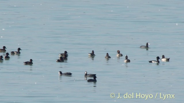 Tufted Duck - ML201479021