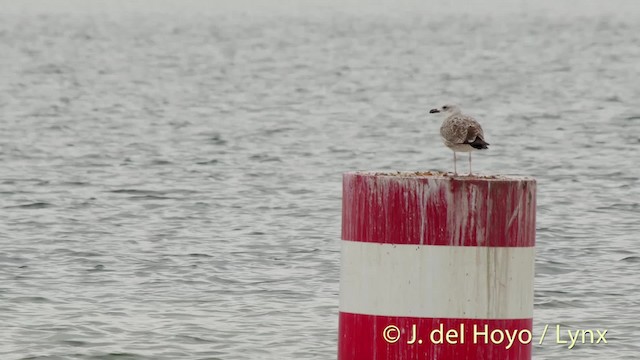 Yellow-legged Gull (michahellis) - ML201479081
