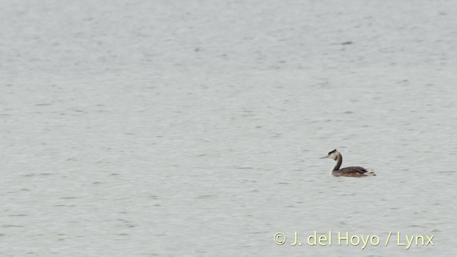 Great Crested Grebe - ML201479101