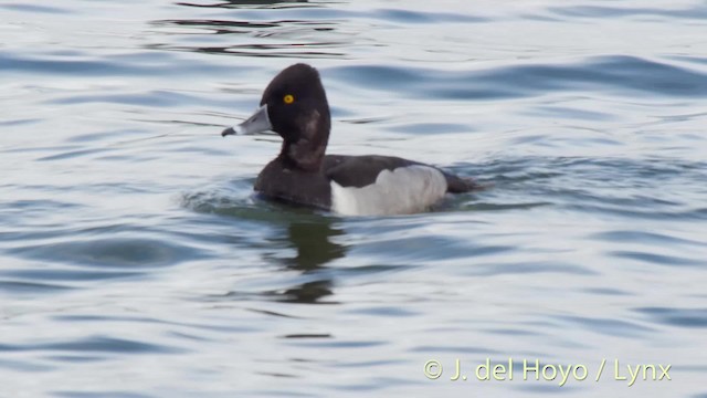 Ring-necked Duck - ML201479131