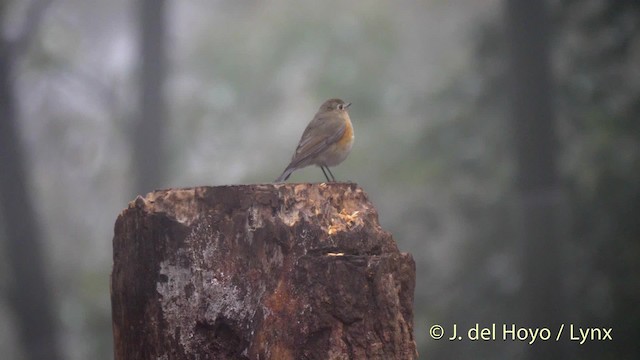 Red-flanked Bluetail - ML201479181