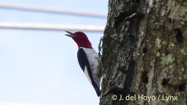 Red-headed Woodpecker - ML201479501