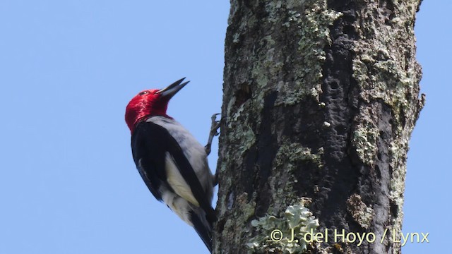Red-headed Woodpecker - ML201479521