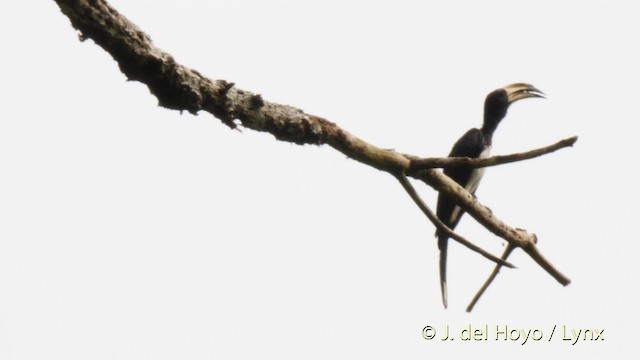 West African Pied Hornbill - ML201479551