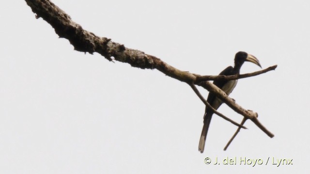 West African Pied Hornbill - ML201479561