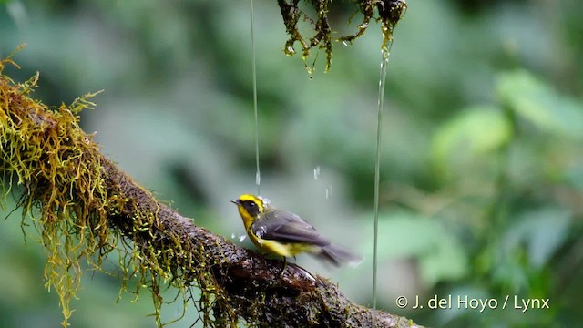  - Yellow-bellied Fairy-Fantail