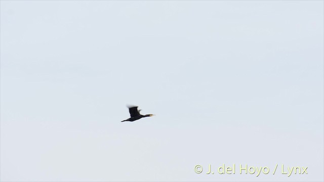 Great Cormorant (Eurasian) - ML201480811