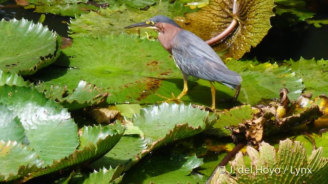 Green Heron (virescens/bahamensis) - ML201480871